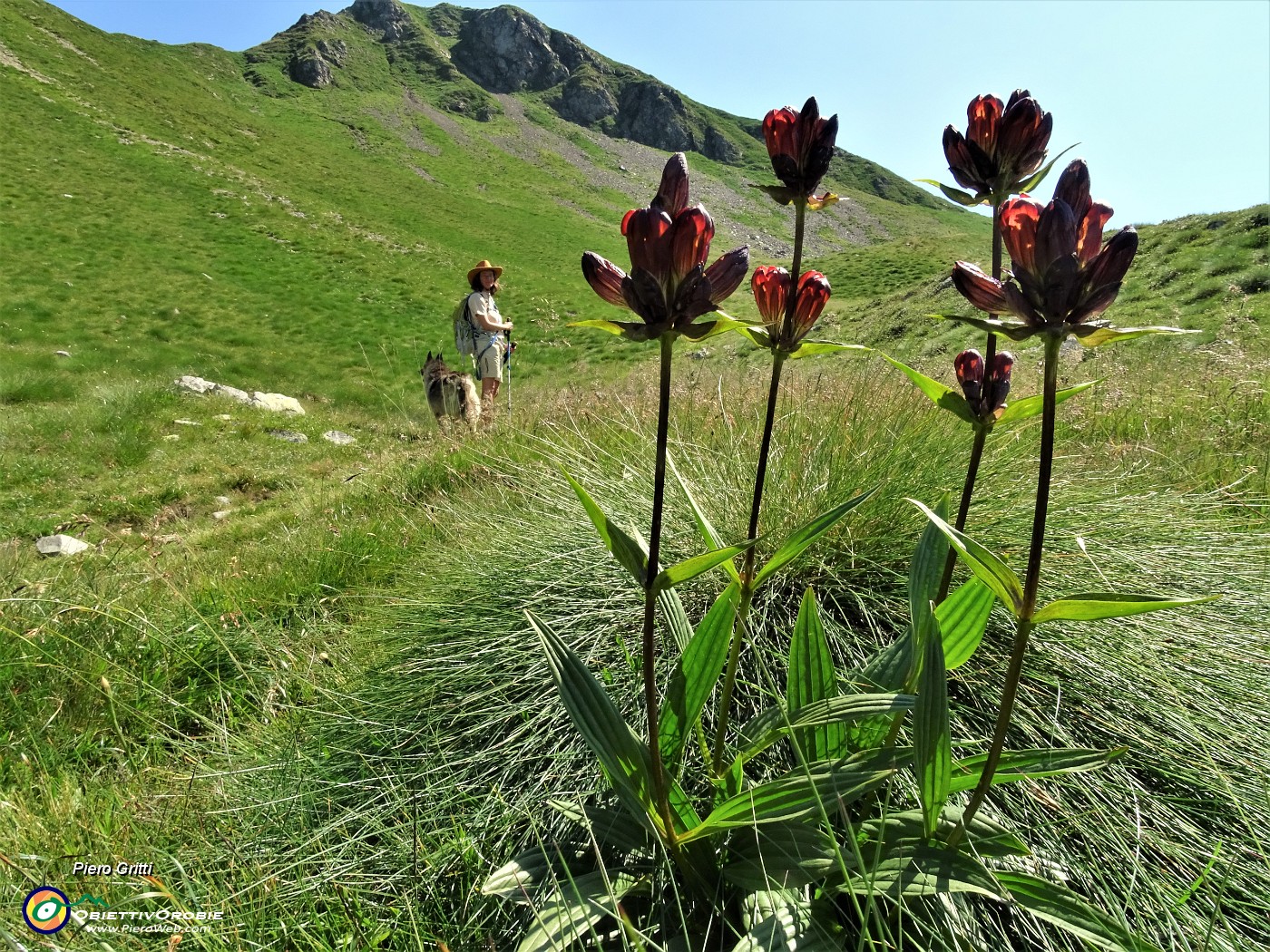 36 Genziana porporina ( Gentiana purpurea) salendo verrso la Bocchetta  Triomen.JPG